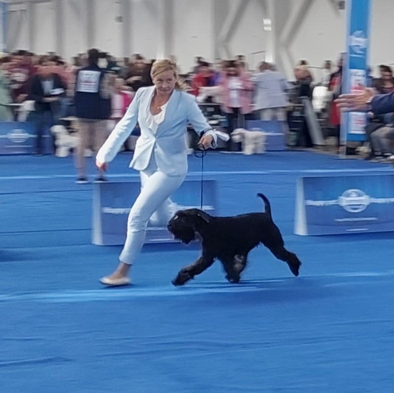 Celebrity Cesar Black Shine