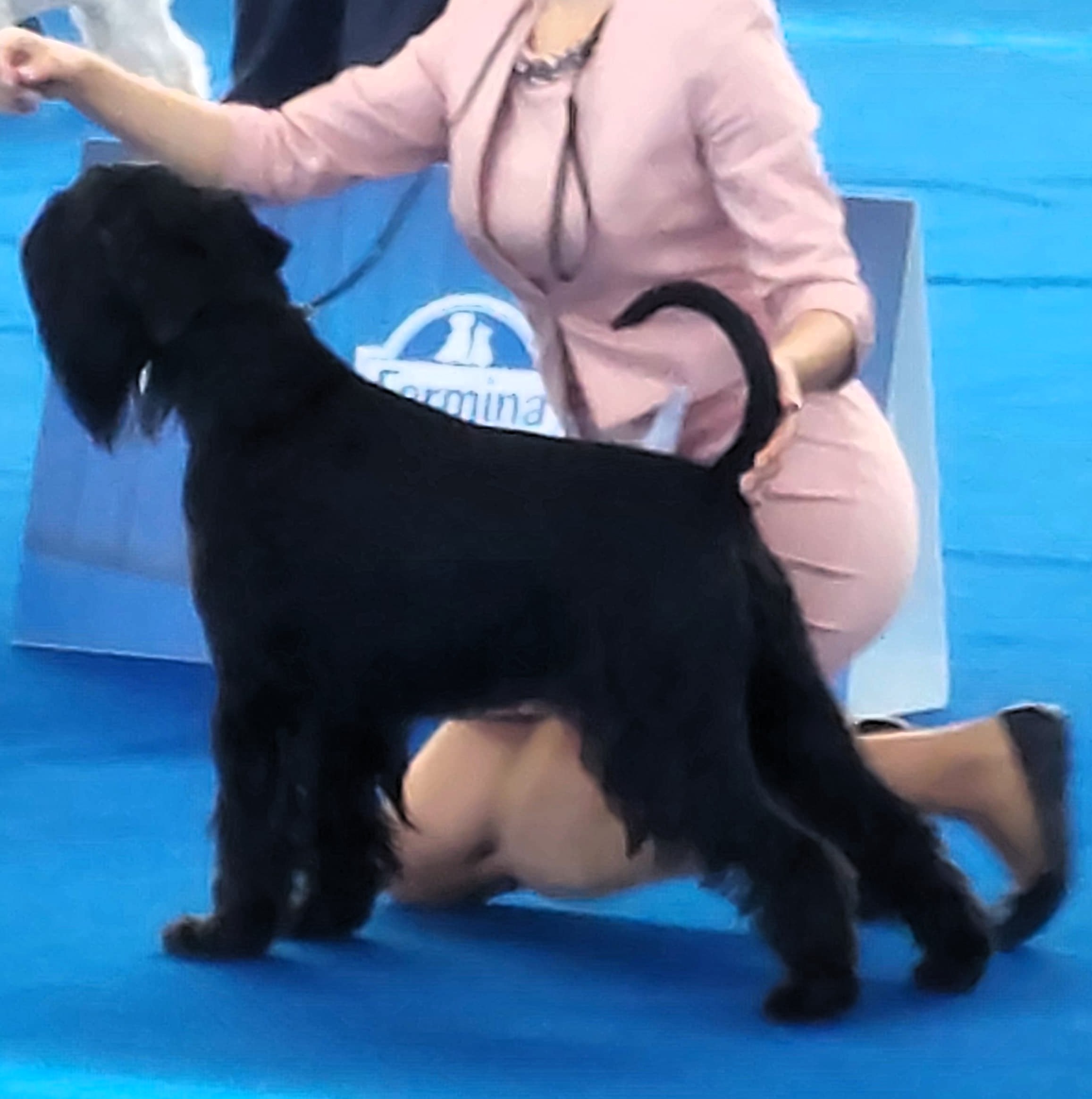 Ilena cesar Black Shine