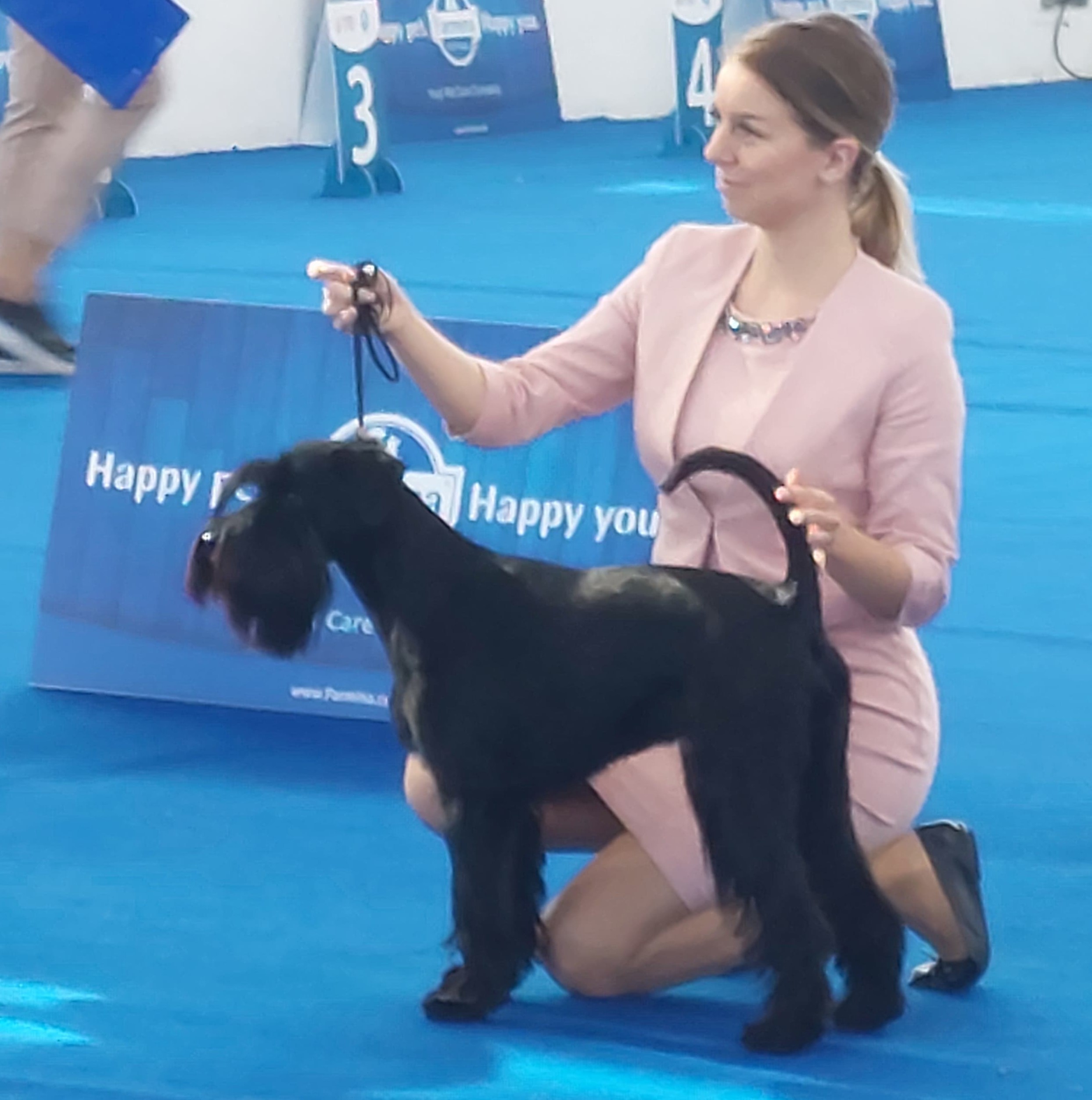 Flavia Cesar Black Shine